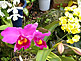 Flower Center on Innoshima Island in Hiroshima Prefecture
