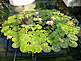 Flower Center with Sea Roses on Innoshima Island in Hiroshima Prefecture