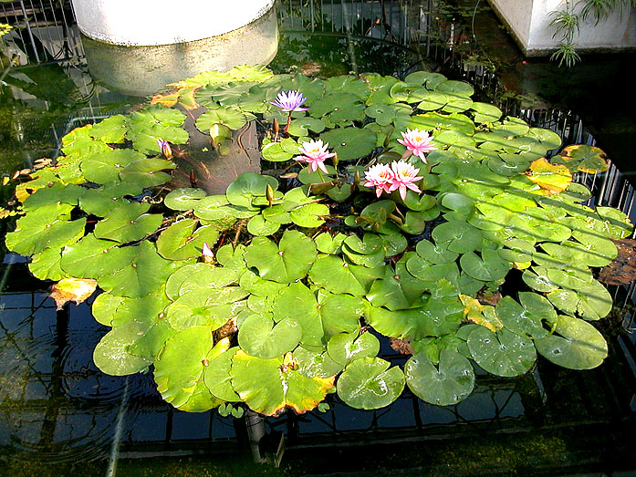 Innoshima Island Flower Center
