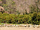 Orange Plantation on Innoshima Island in Hiroshima Prefecture