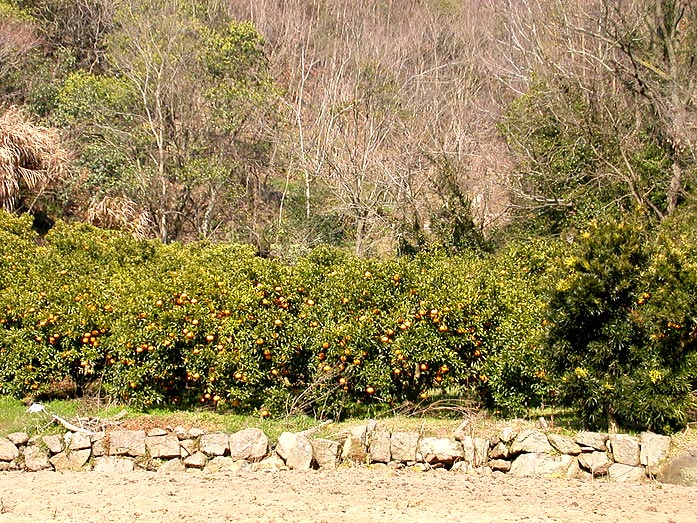 Innoshima Island Orange Plantation