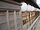 Wooden House in Ise City in Mie Prefecture