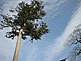Cedar Tree close to the Ise Jingu Inner Shrine (Naiku)