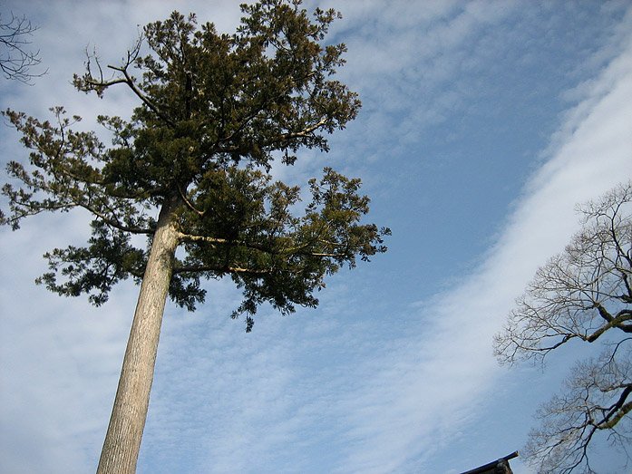 Cedar Tree close to the Ise Jingu Inner Shrine (Naiku)