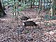 Sacred Deer at Ise Shrine Park in Mie Prefecture