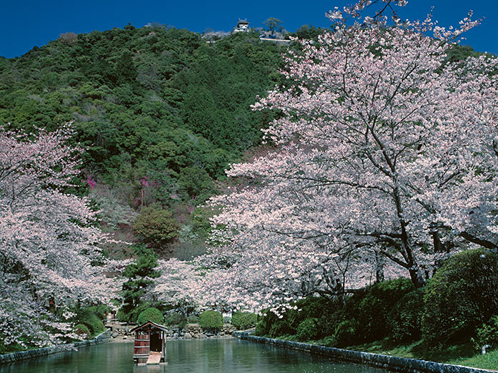 Iwakuni Castle above Nishiki River during Cherry Blossom Season in Yamaguchi Prefecture