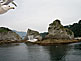 Great View of Sea Gulls during the Rikuchu-maru Tour Boat, Iwate Prefecture