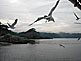 Jodogahama Boat Tour followed by Black Tailed Gulls
