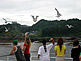 Feeding Sea Gulls during Rikuchu-maru Tour Boat, Iwate Prefecture