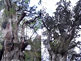 Jomon Sugi Cedar Tree on Yakushima Island