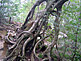 Hiking Tour to Jomon Sugi on Yakushima Island