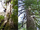 left: The Great King Cedar (Daio Sugi), Jomon Sugi Hiking Tour on Yakushima Island
