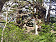 Meoto-sugi Cedar, Jomon Sugi Hiking Tour on Yakushima Island