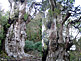 Yakushima Island Jōmon Sugi