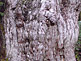 Jomon Sugi Cedar Tree on Yakushima Island
