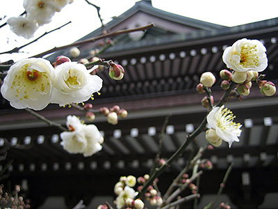 Kamakura Kenchoji Temple