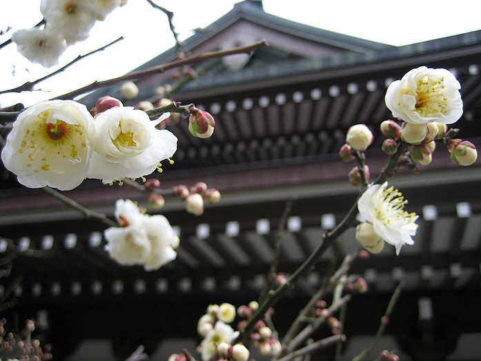 Kamakura