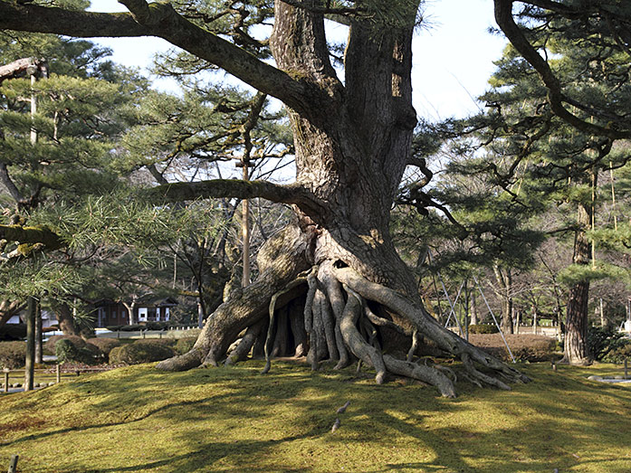 Neagari Matsu Pine Tree in Kenrokuen Garden in Kanazawa, Ishikawa Prefecture