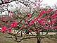 Flowering Plum Tree in Korakuen Garden in Okayama