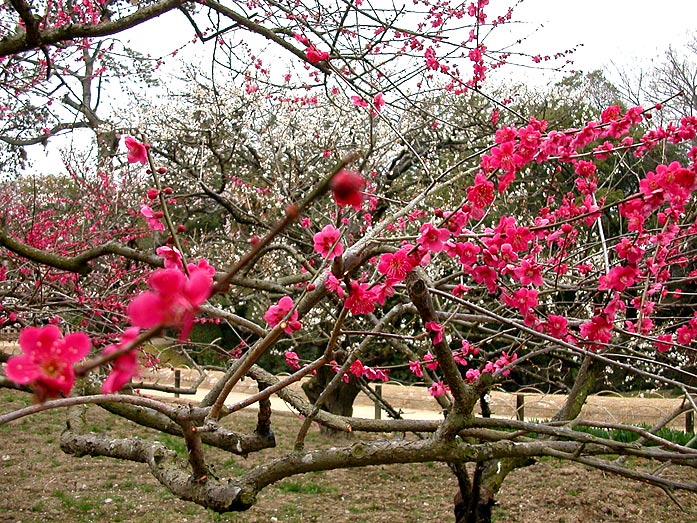 Flowering Plum Tree in Korakuen Garden in Okayama