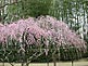 Cherry Blossom Season in Korakuen Garden, Okayama