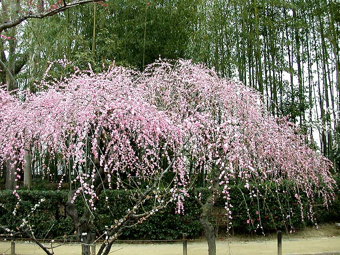 Cherry Blossom Season in Korakuen Garden, Okayama
