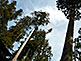 Cedar Trees Mount Koya Konpon Daito Pagoda in Wakayama Prefecture