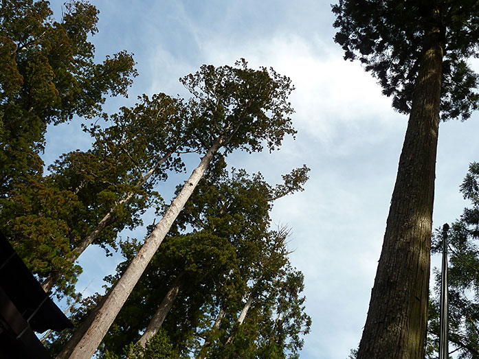 Cedar Trees Mount Koya Konpon Daito Pagoda in Wakayama Prefecture