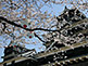 Cherry Blossom at Kumamoto Castle