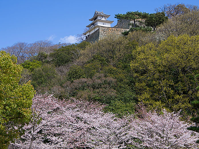 Marugame Castle during Cherry Blossom Season in Kagawa Prefeture