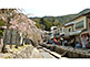 Cherry Blossom in the Town of Miyajima