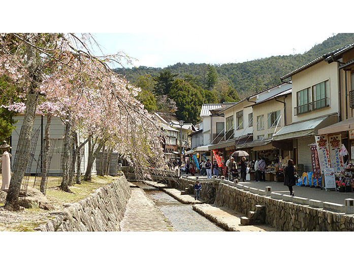 Cherry Blossom in Miyajima-cho
