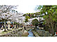 Cherry Blossom in the Town of Miyajima