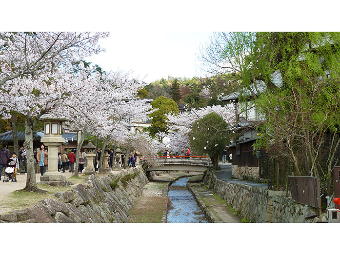 Cherry Blossom in Miyajima-cho