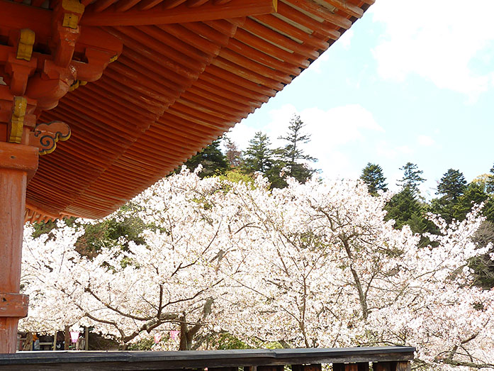 Cherry Blossom near Tahoto Pagoda on Miyajima