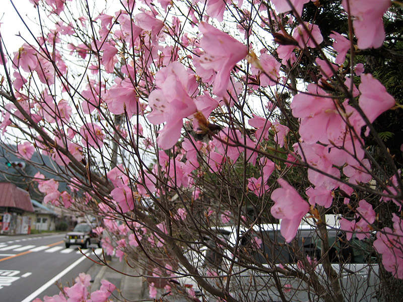 Pink Flowers in Nikko