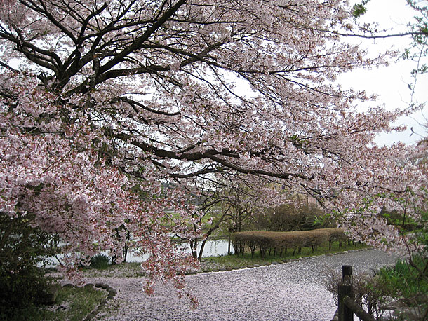Cherry Blossom Season in Nogi Park in Nishinasuno, Tochigi Prefecture