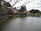 Cherry Blossom Season in Nogi Park in Nishinasuno, Tochigi Prefecture