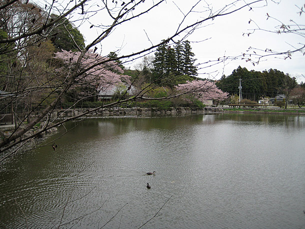 Cherry Blossom Season in Nogi Park in Nishinasuno, Tochigi Prefecture