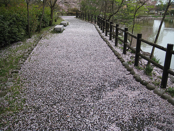 Cherry Blossom Season in Nogi Park in Nishinasuno, Tochigi Prefecture