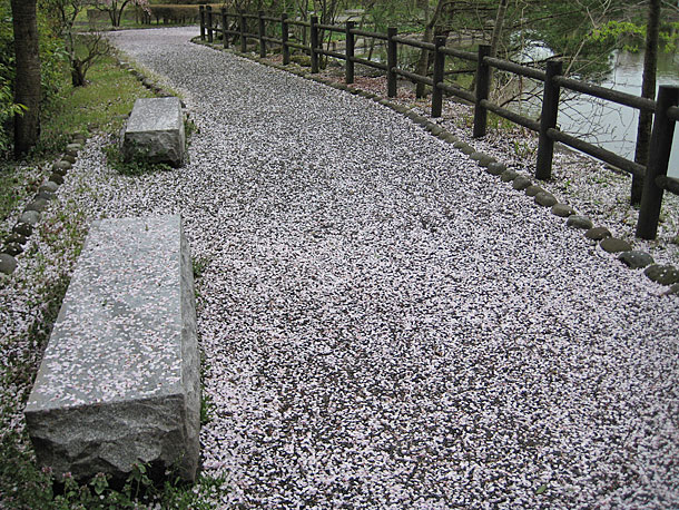 Cherry Blossom Season in Nogi Park in Nishinasuno, Tochigi Prefecture