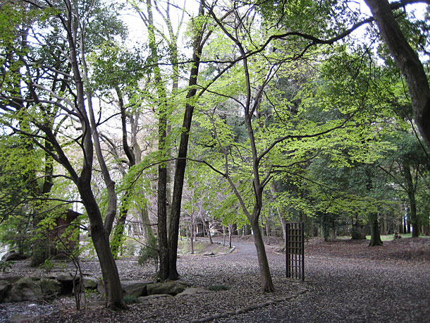 Cherry Blossom Season in Nogi Park in Nishinasuno, Tochigi Prefecture