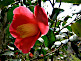 Beautiful Flowers near Okutama