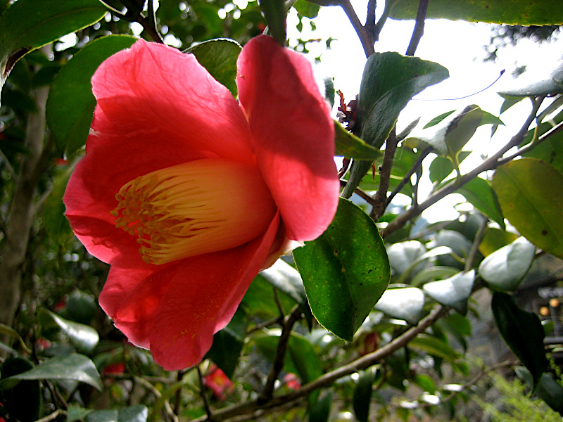 Beautiful Flowers near Okutama