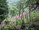 Hiking Path in Okutama Mountains near Tokyo