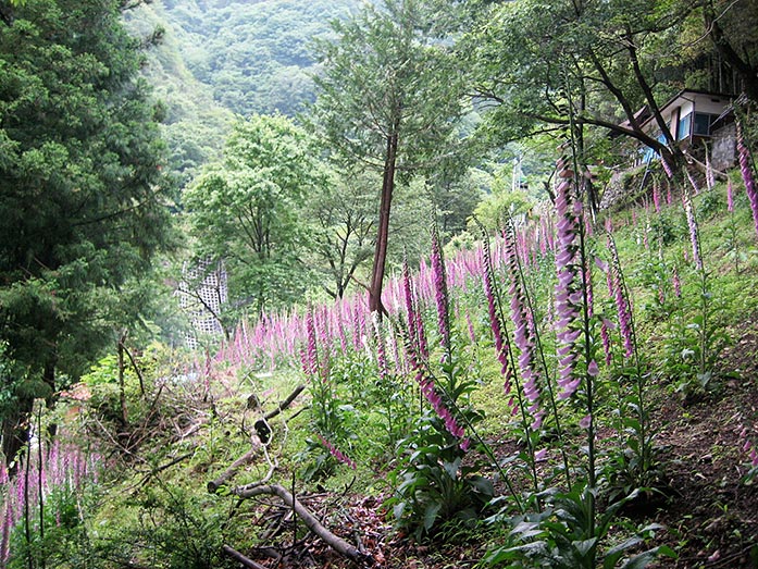 Okutama Mountains Hiking Path