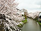 Cherry Blossom along Hachiman-bori Canal in Omihachiman