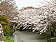 Cherry Blossom along Hachiman-bori Canal in Omihachiman