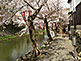 Cherry Blossom along Hachiman-bori Canal in Omihachiman