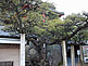 Senkoji Park in Onomichi City in Hiroshima Prefecture